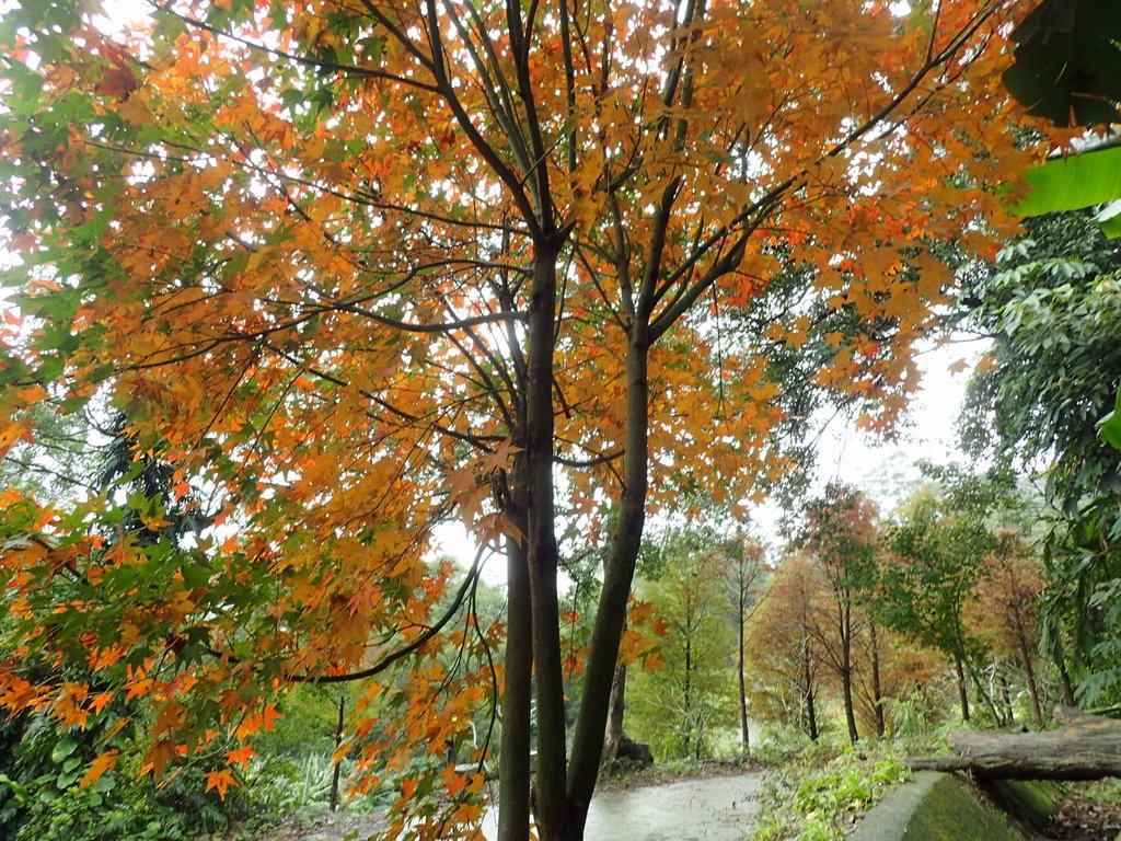 P1062156.JPG - 土城  承天寺  朝山步道