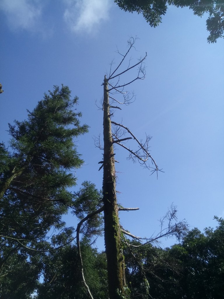 DSC_8787.JPG - 北投  中正山登山步道  02