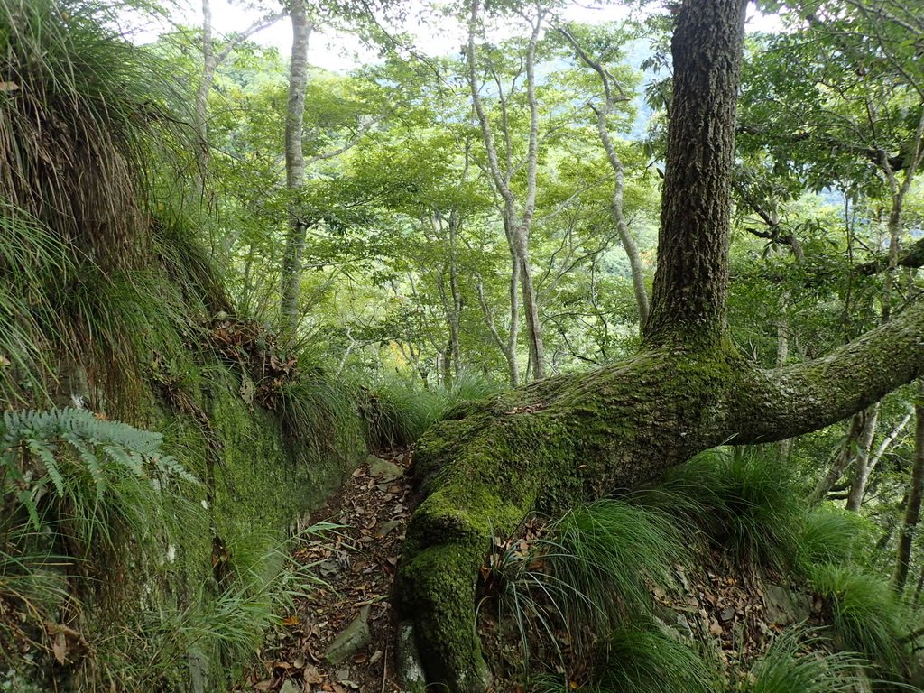 P8287323.JPG - 苗栗  泰安  虎山行