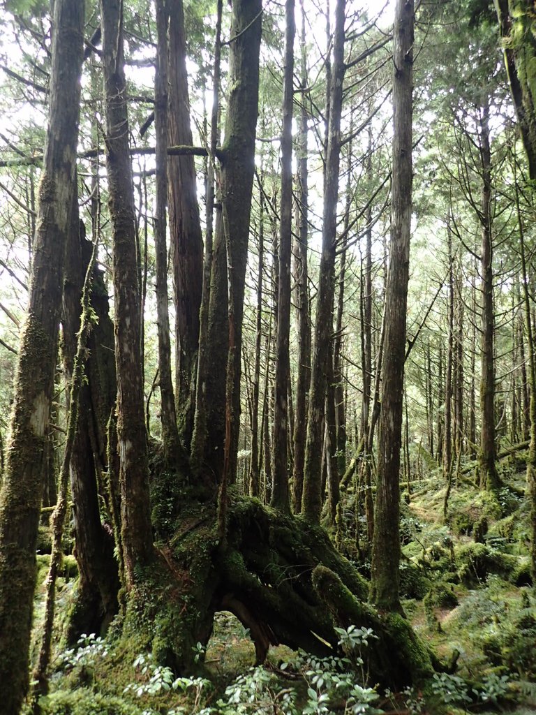 PB265419.JPG - 太平山  翠峰湖環山步道  02