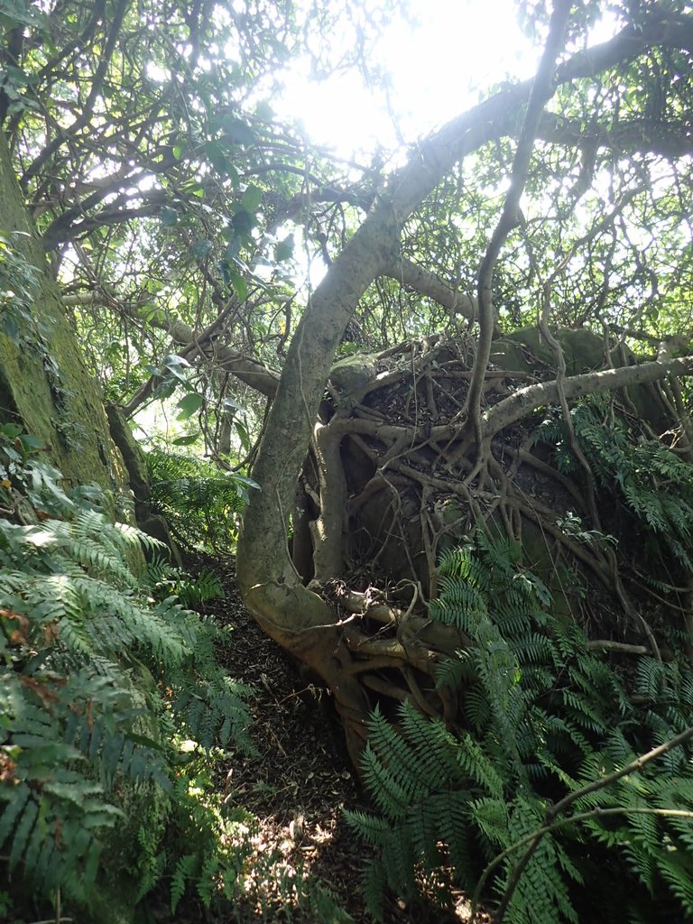 PB179536.JPG - 基隆  球子山(火號山)步道