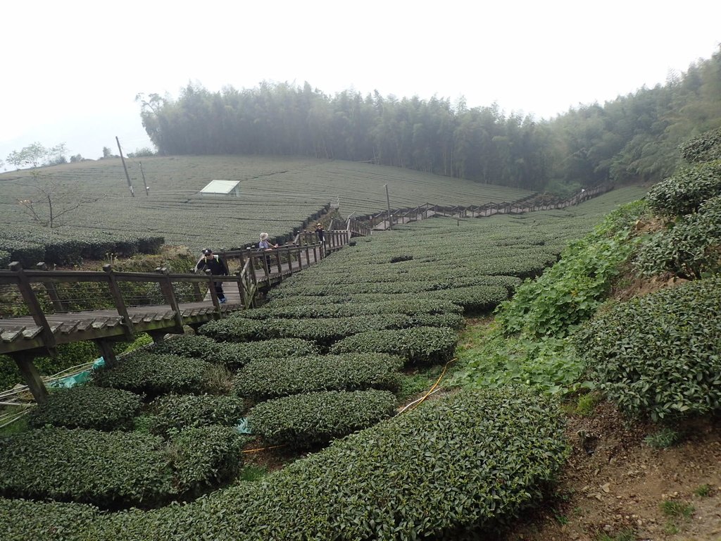 P3257905.JPG - 阿里山  頂石卓茶園之美