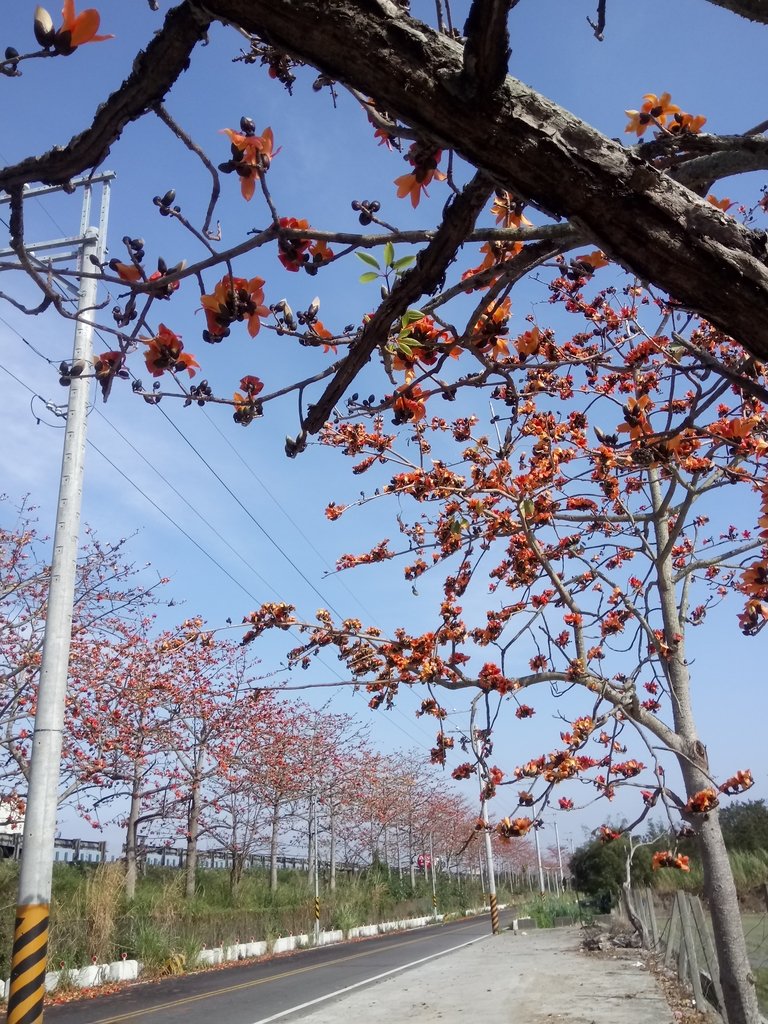 DSC_7888.JPG - 清水  大田產要道路  木棉花