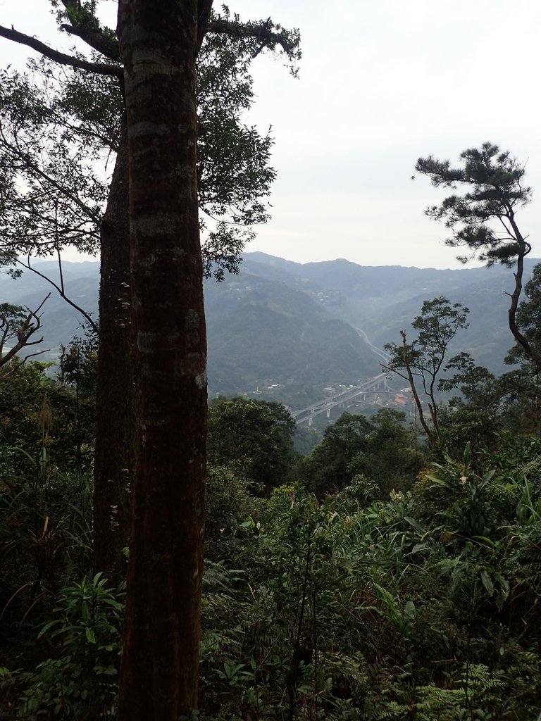 P3170384.JPG - 坪林  鬼子賴尖山