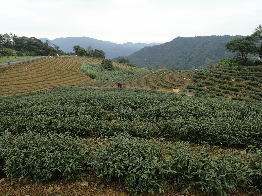 P3170438.JPG - 坪林  大湖尾茶園風光