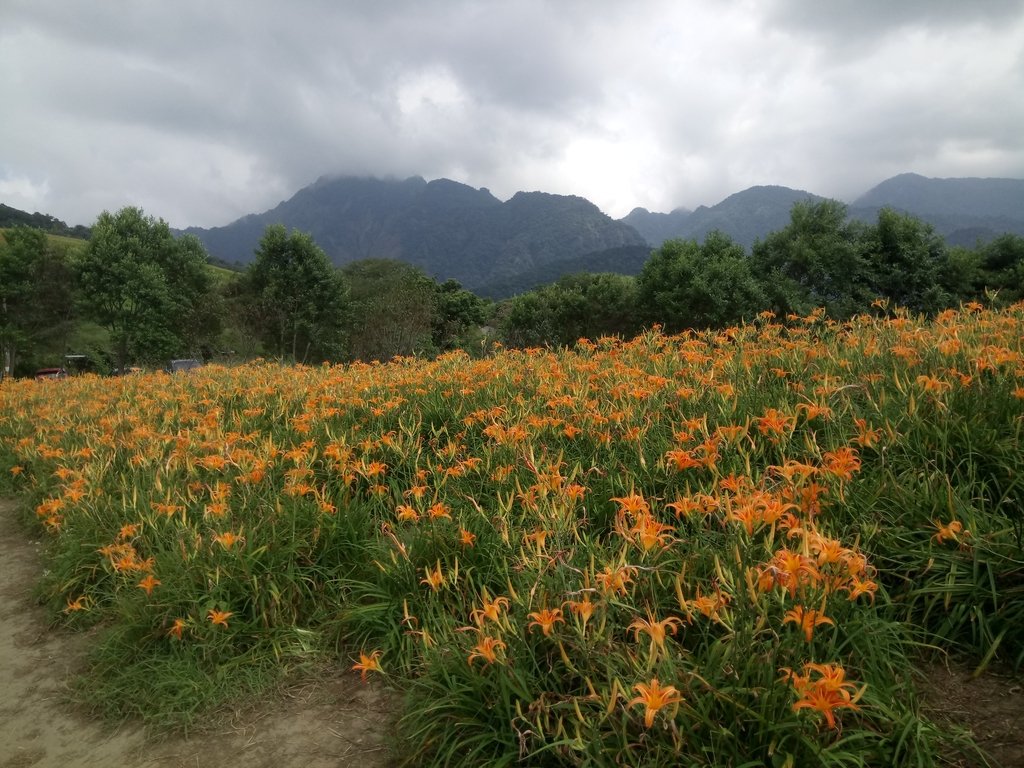 DSC_0703.JPG - 富里  六十石山  金針花季