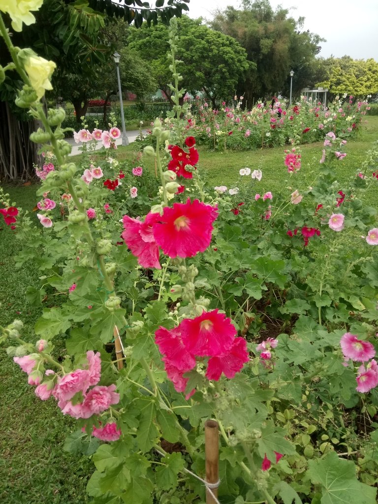 DSC_9200.JPG - 花博公園  蜀葵花季