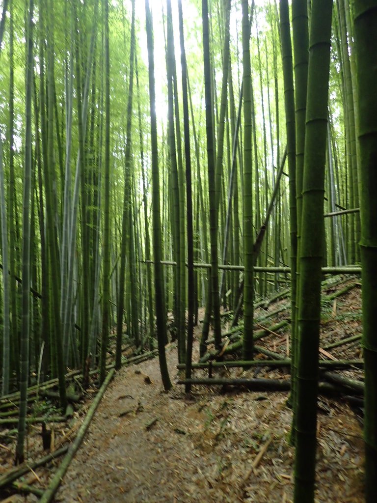 P7235890.JPG - 台中和平  長壽山登山步道  (中)