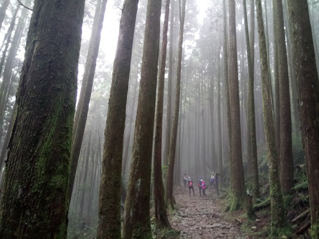 DSC_5305.JPG - 台中  和平  橫嶺山自然步道