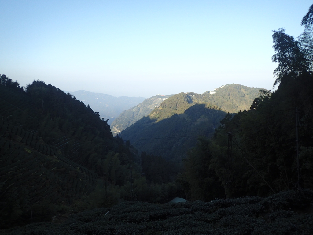 P2056614.JPG - 竹山  留龍頭  茶園風光