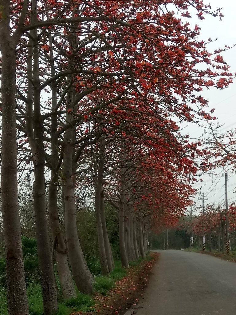 DSC_8293.JPG - 埤頭  東螺溪  木棉花