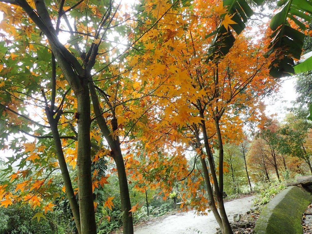 P1062160.JPG - 土城  承天寺  朝山步道