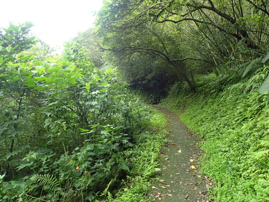 P4143519.JPG - 基隆  五坑山  總督嶺步道