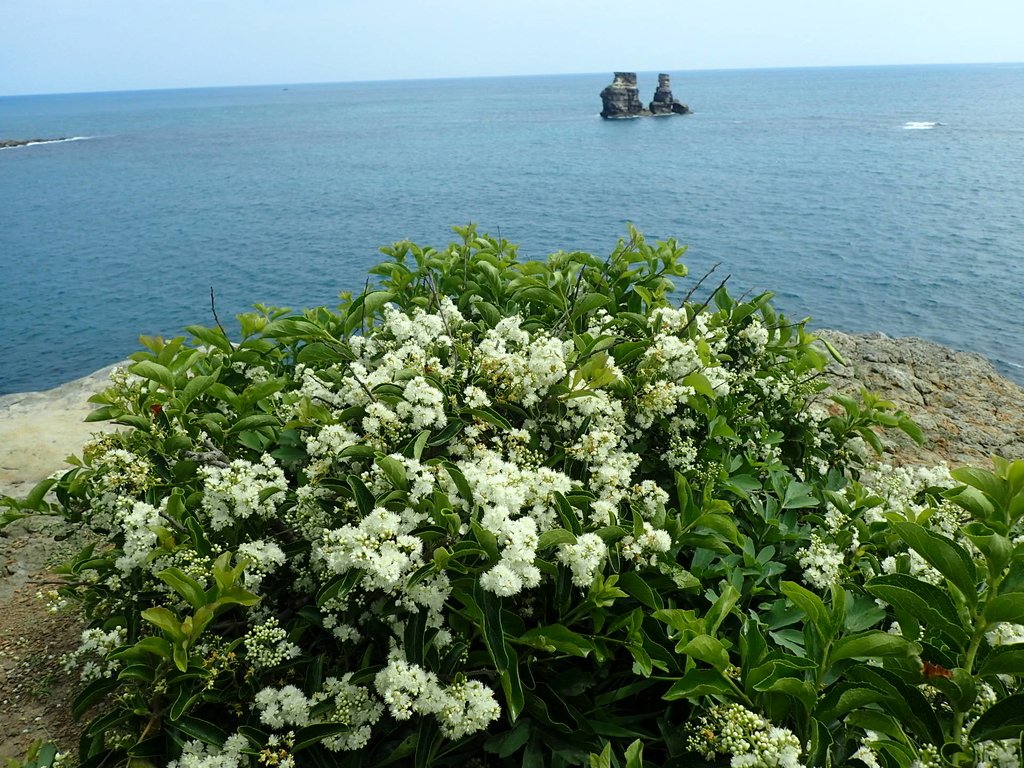 P5056579.JPG - 金山  燭臺雙ˊ峙 神秘海岸