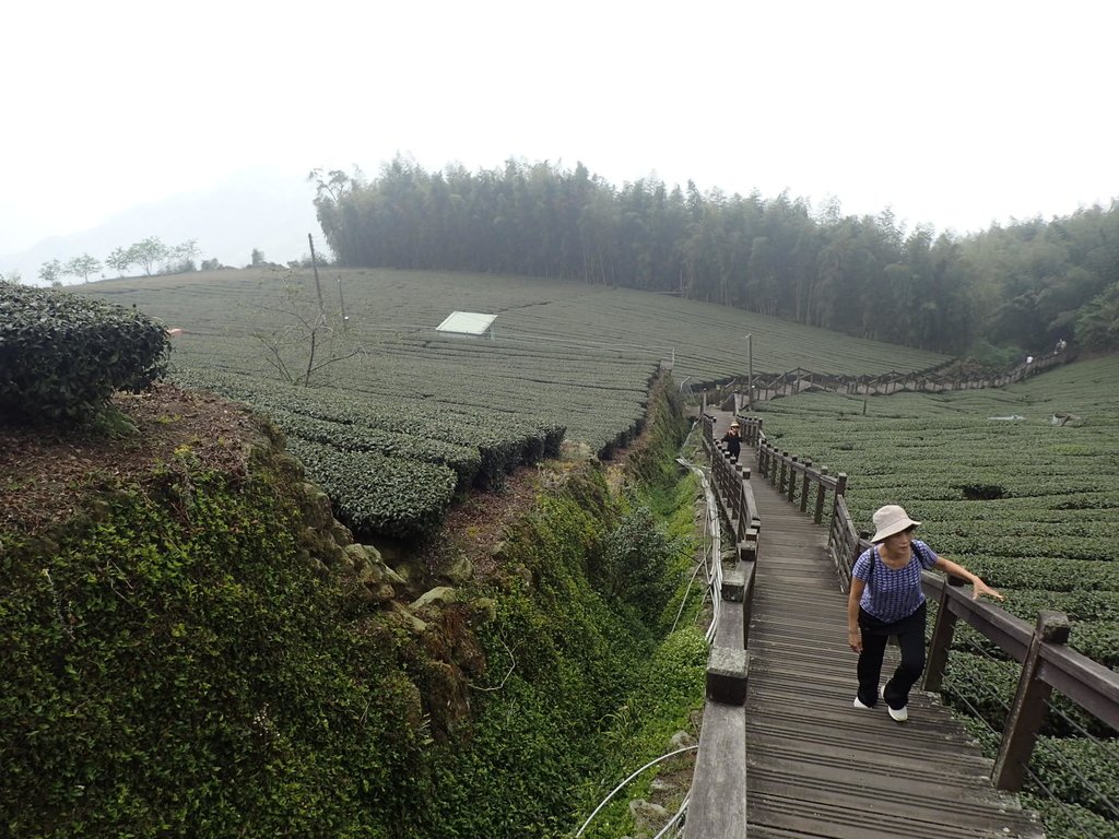 P3257906.JPG - 阿里山  頂石卓茶園之美