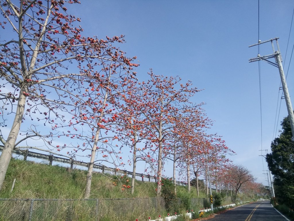 DSC_7891.JPG - 清水  大田產要道路  木棉花