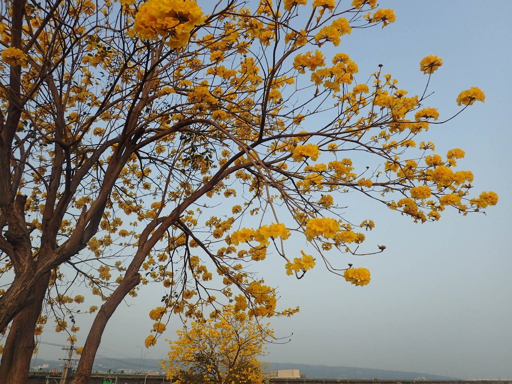 P3066277.JPG - 南投  貓羅溪畔  黃花風鈴木