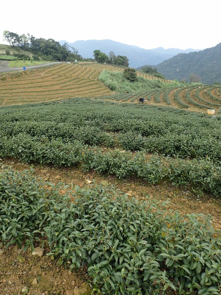 P3170441.JPG - 坪林  大湖尾茶園風光