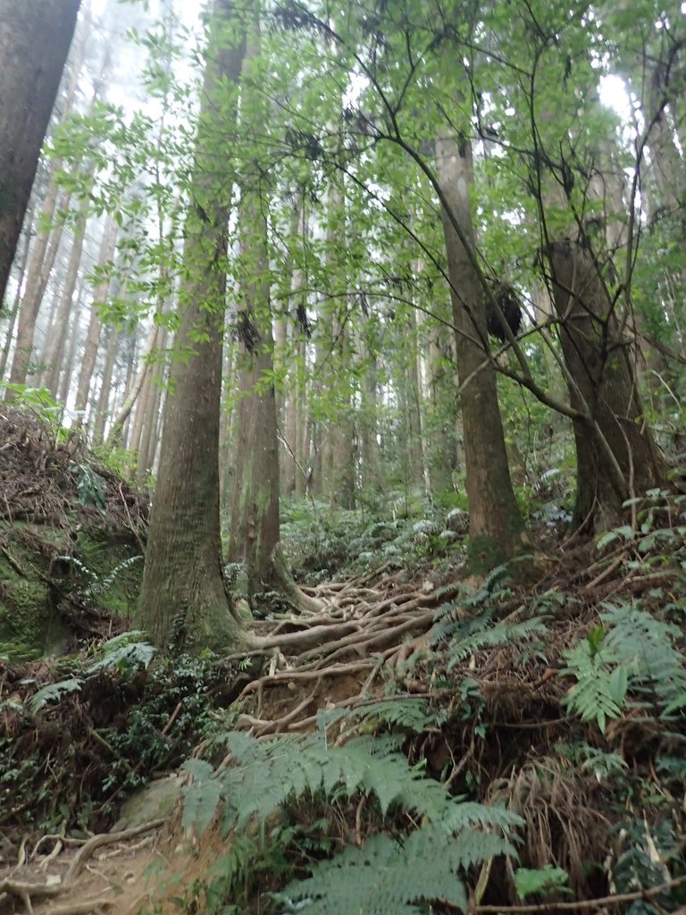 P2034965.JPG - 南庄  加里山  森林鐵道