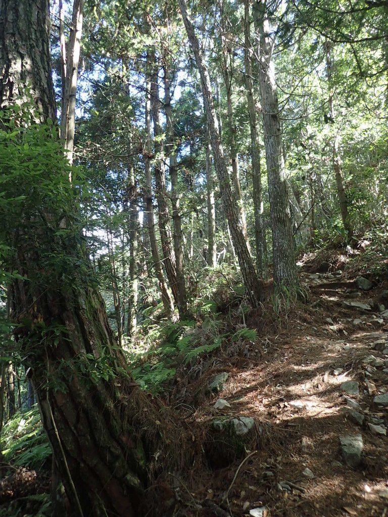 P6054048.JPG - 谷關七雄之  馬崙山  (上)