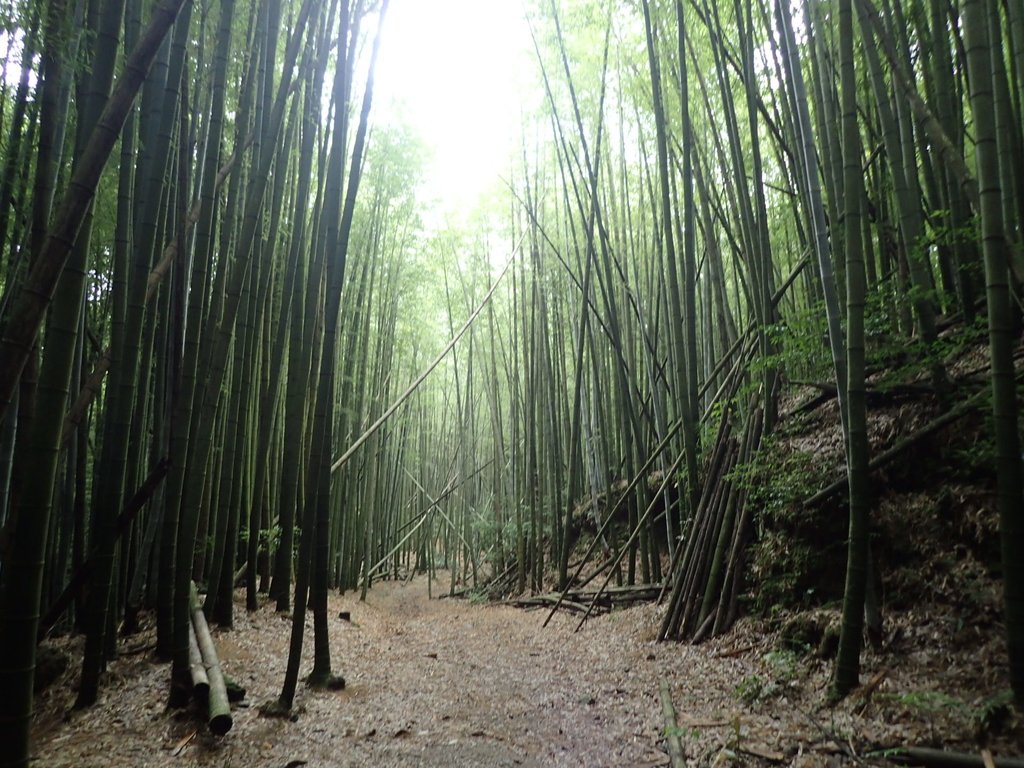 P7235892.JPG - 台中和平  長壽山登山步道  (中)