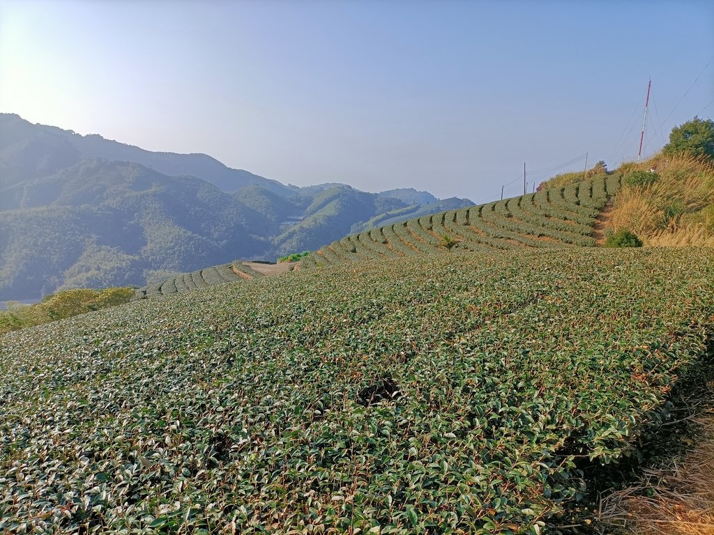 IMG20210130085140.jpg - 雲嘉連峰之  太平山  梨子腳山