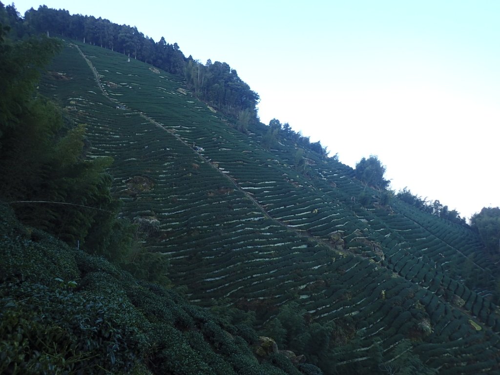 P2056616.JPG - 竹山  留龍頭  茶園風光