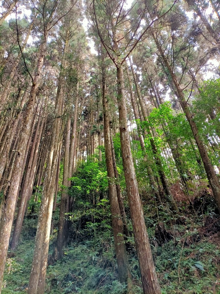 IMG20210205130748.jpg - 竹山  杉林溪森林遊樂園  路過