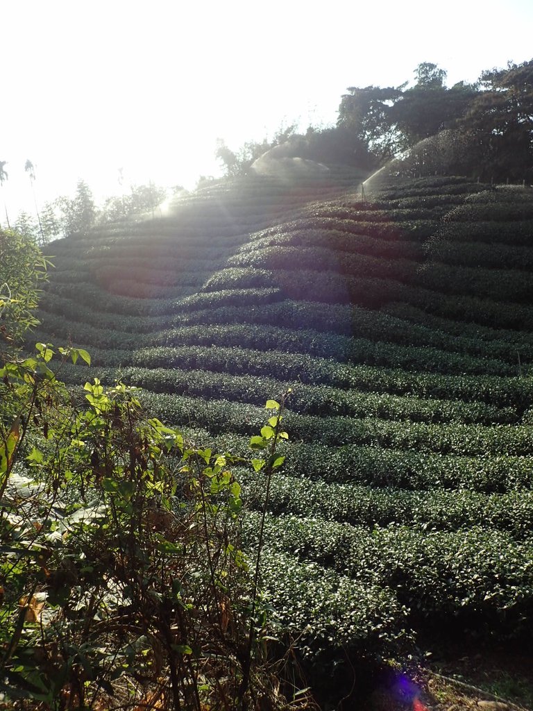 PB225331.JPG - 竹山  山坪頂茶園