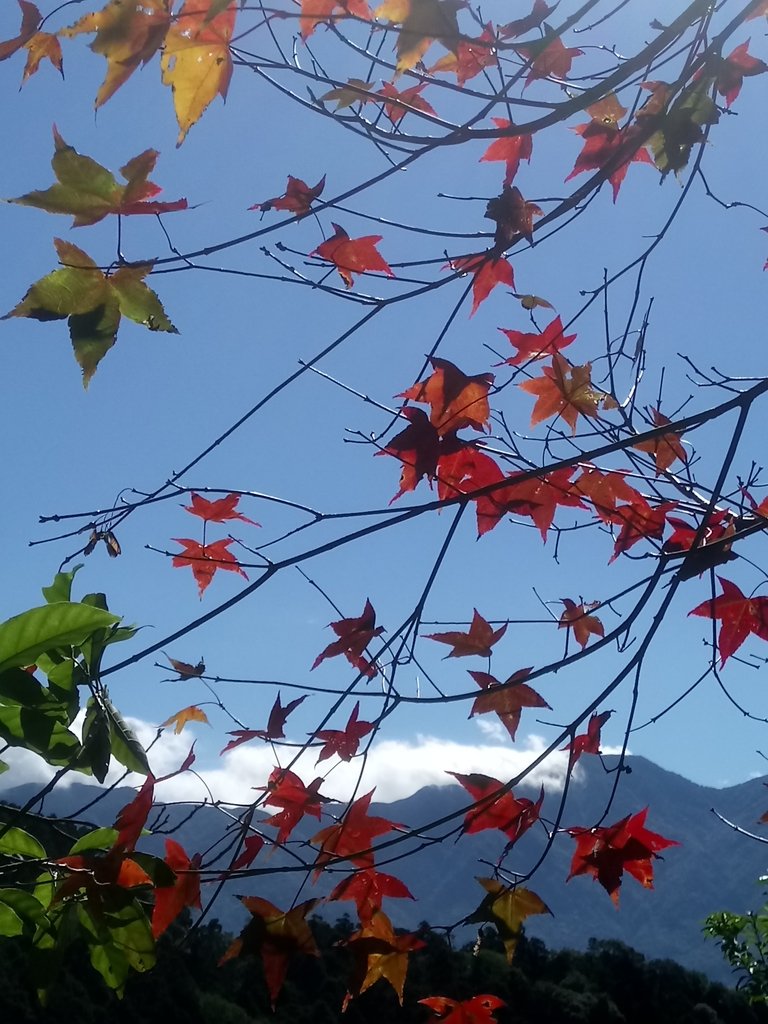 DSC_8997.JPG - 復興  東滿步道