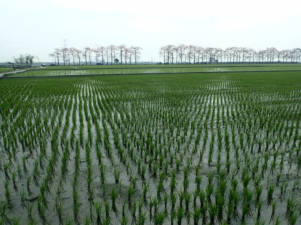 P3066458.JPG - 竹塘  田頭  木棉花道