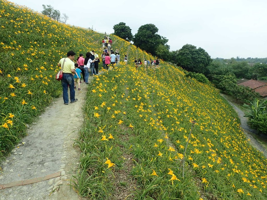 P4285718.JPG - 花壇  虎山岩  金針花季