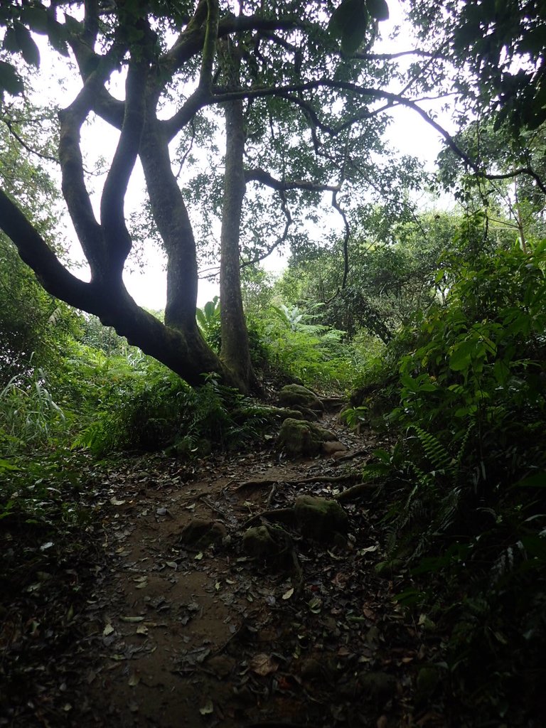 P2107496.JPG - 大溪  溪洲山登山步道