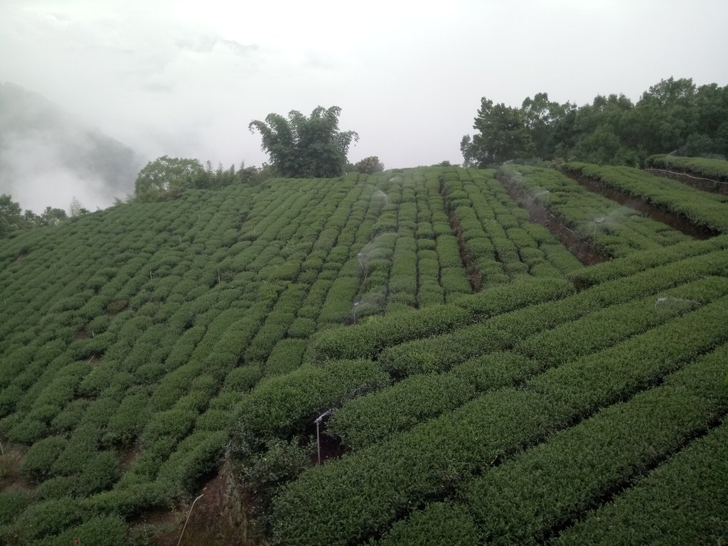 DSC_1219.JPG - 古坑  草嶺  雲山繚繞