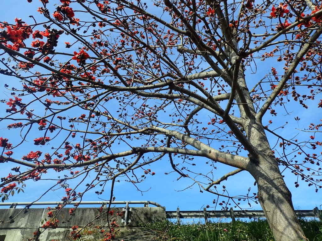 P3036232.JPG - 清水  大田產要道路  木棉花