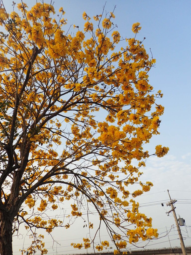 P3066279.JPG - 南投  貓羅溪畔  黃花風鈴木