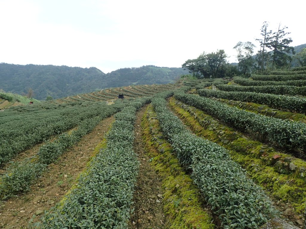 P3170443.JPG - 坪林  大湖尾茶園風光