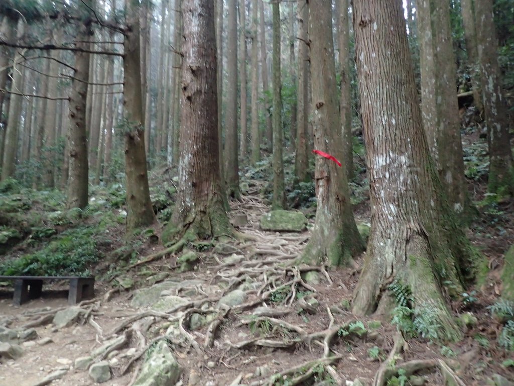 P2034966.JPG - 南庄  加里山  森林鐵道