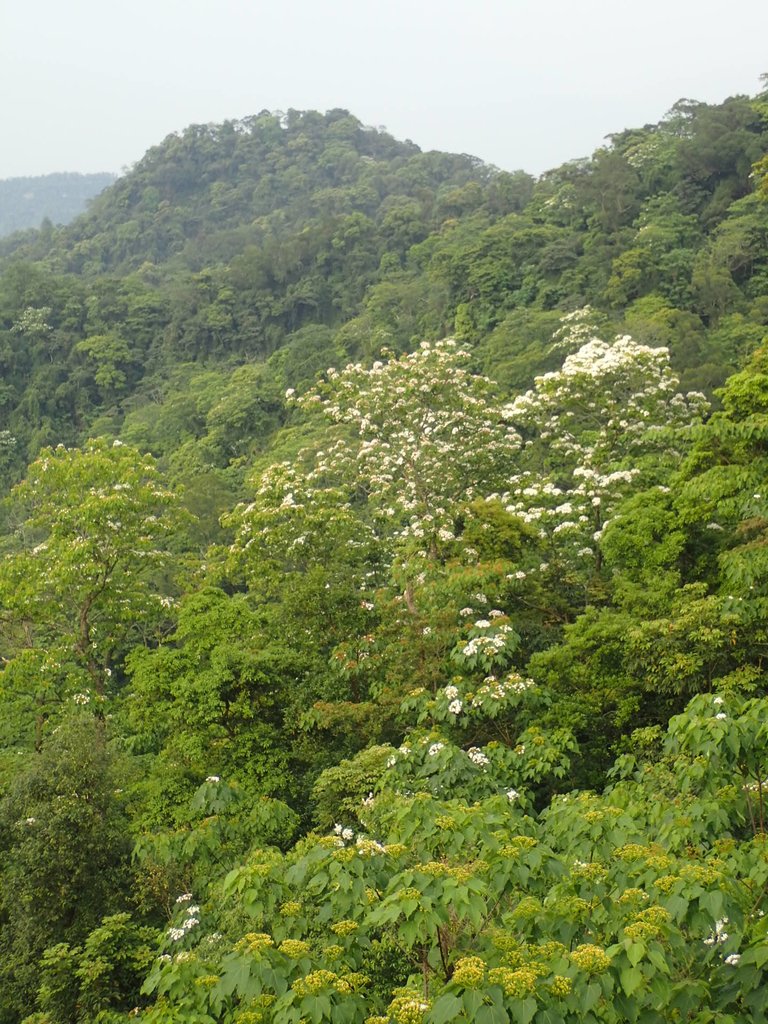 P4181810.JPG - 南庄  細湖頂  晴園山莊