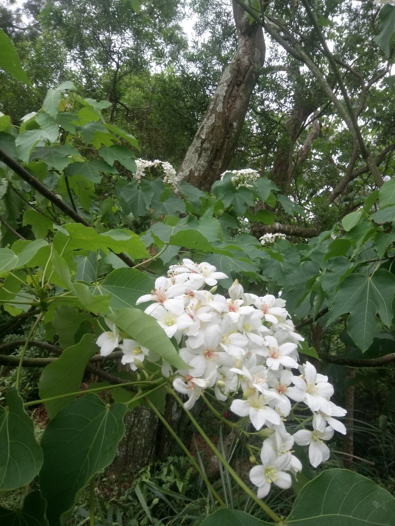 DSC_5878.JPG - 芎林  飛鳳山  (中坑山)