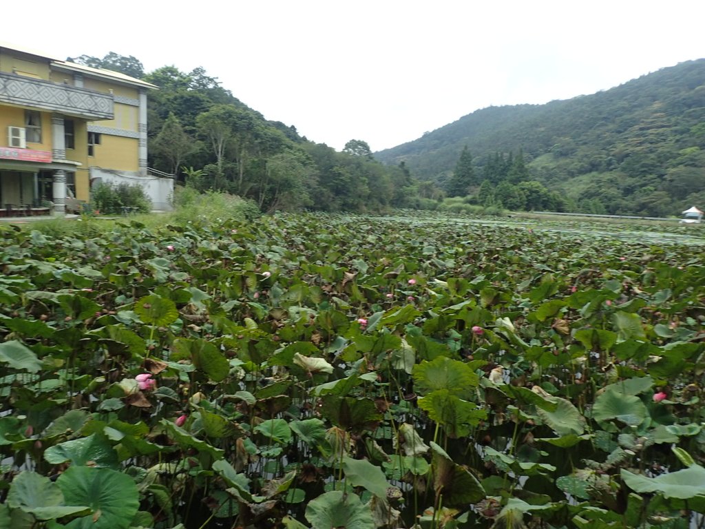 P9250260.JPG - 南庄  向天湖之  環湖步道