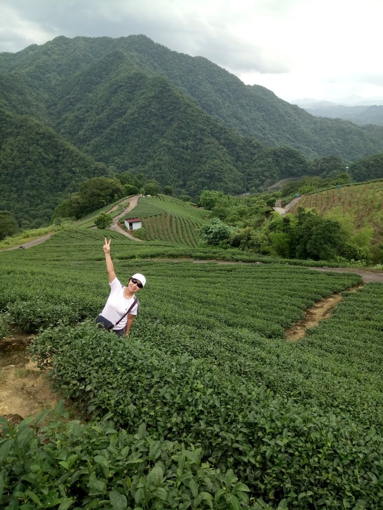 DSC_4732.JPG - 坪林  厚德岡坑  茶園之美