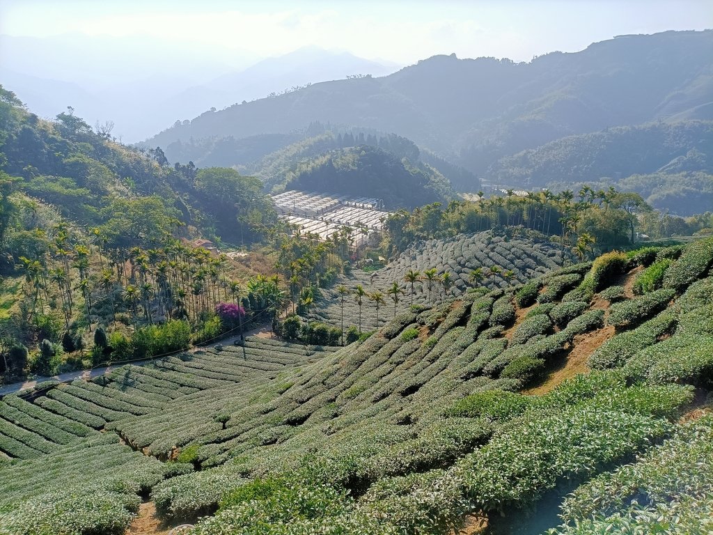 IMG20210130090329.jpg - 雲嘉連峰之  太平山  梨子腳山