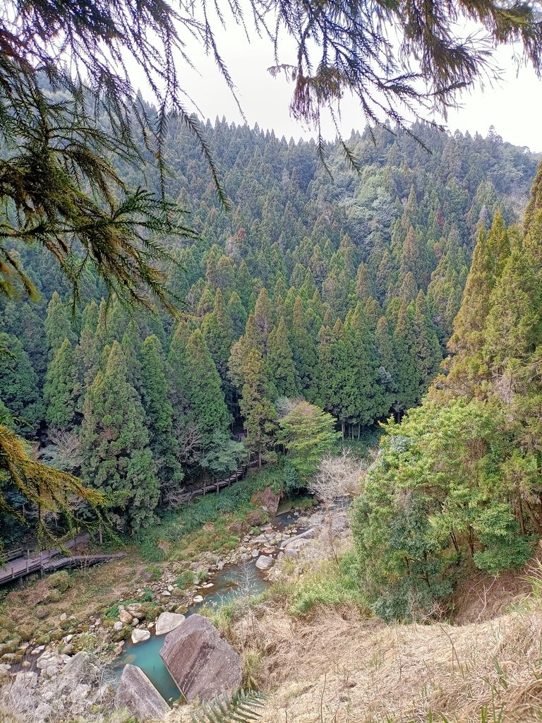 IMG20210205131030.jpg - 竹山  杉林溪森林遊樂園  路過