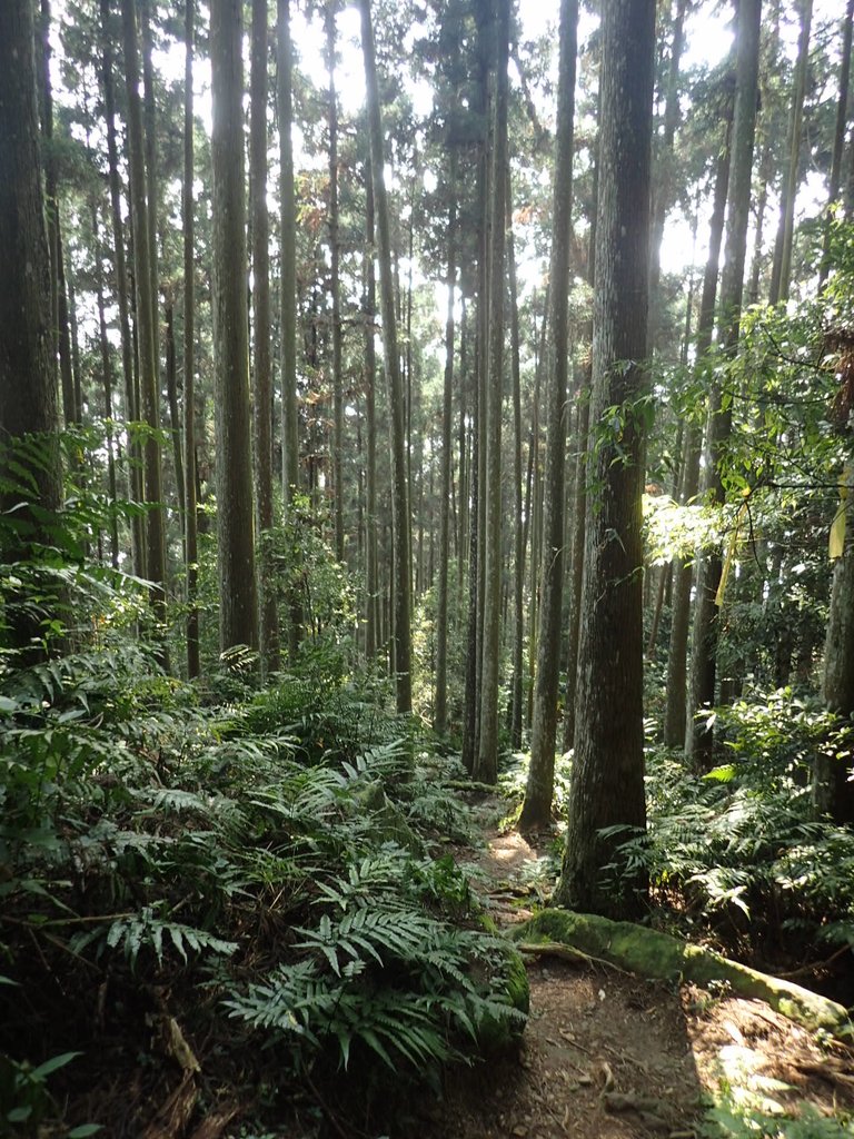 P4036912.JPG - 五峰  鵝公髻山登山步道  (02)