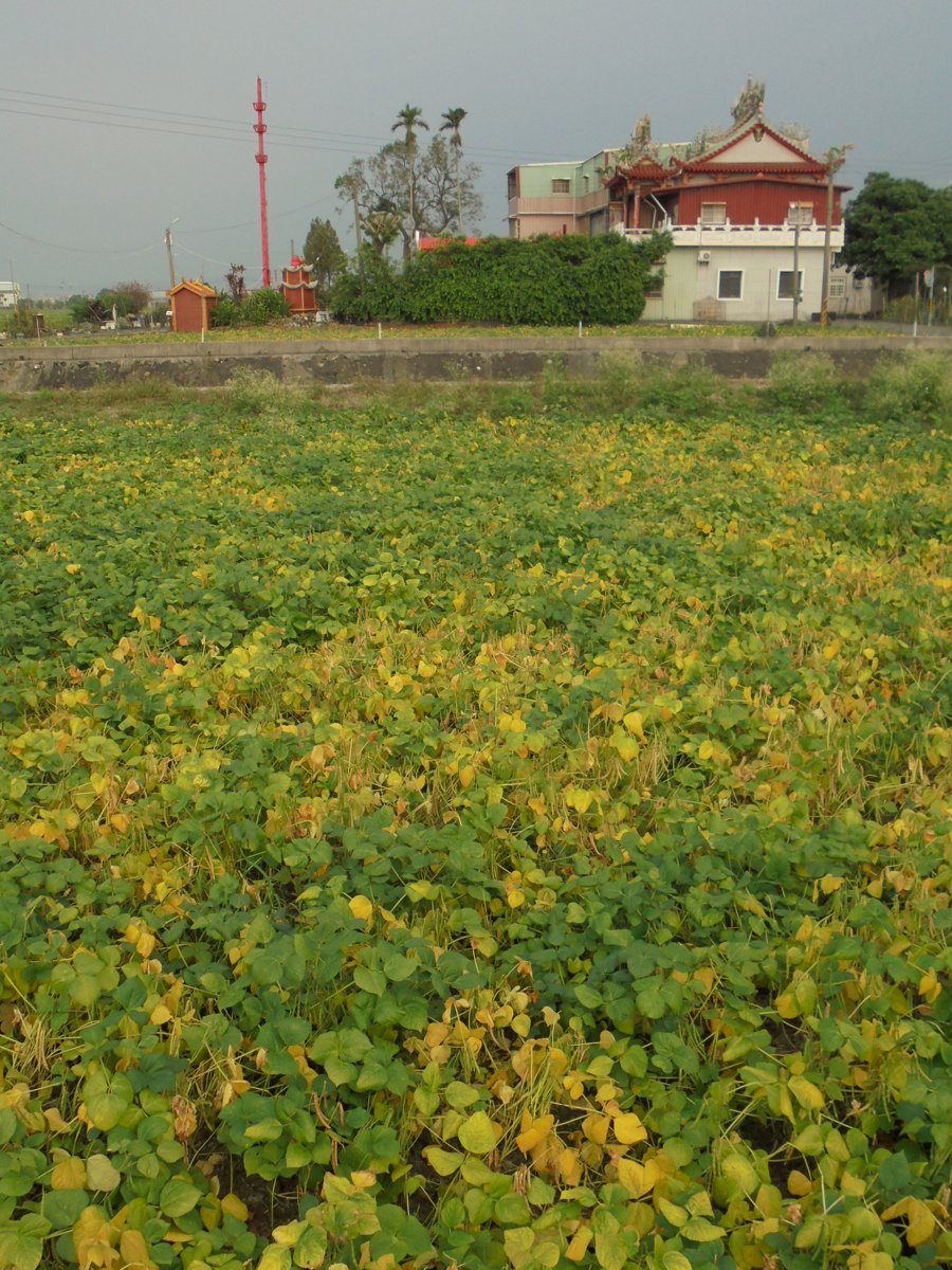 DSC00561.JPG - 萬丹  紅豆田園