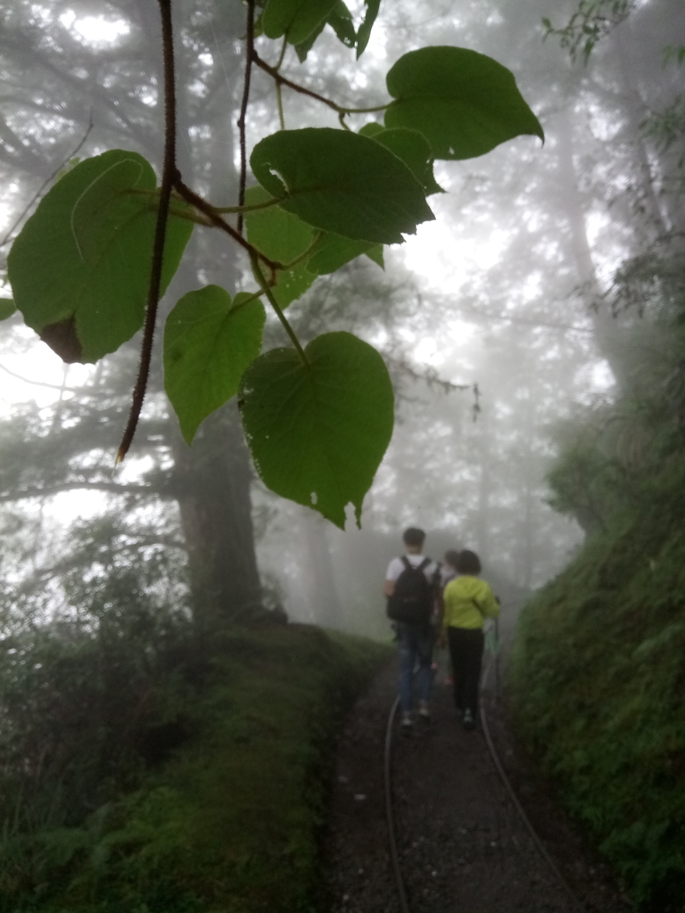 DSC_5626.JPG - 太平山 見晴懷古步道