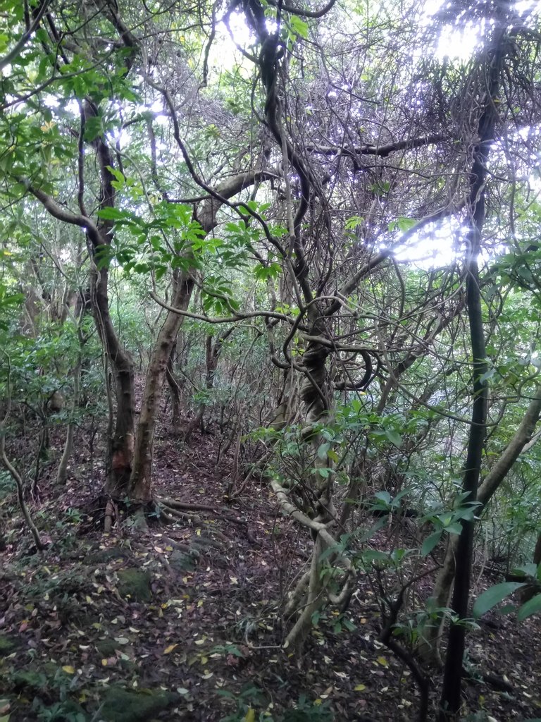 DSC_9311.JPG - 基隆  牛稠嶺砲台探勘