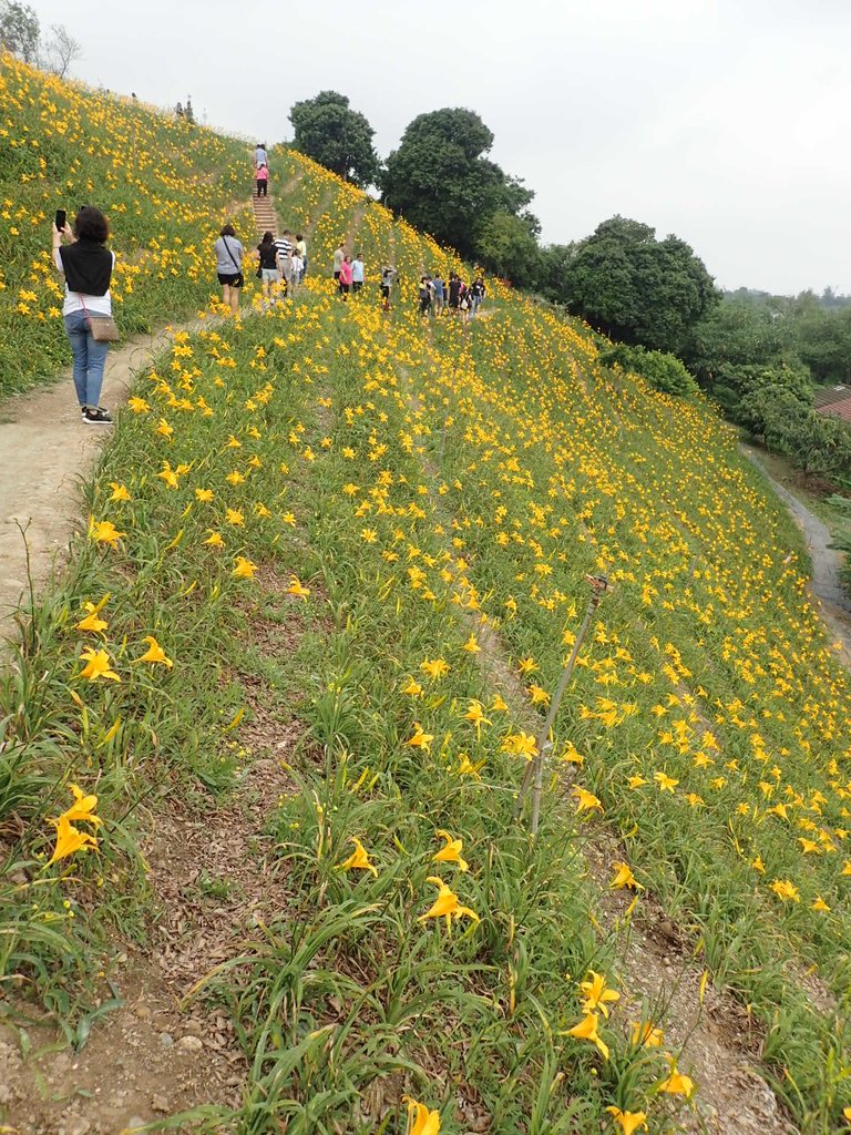 P4285720.JPG - 花壇  虎山岩  金針花季