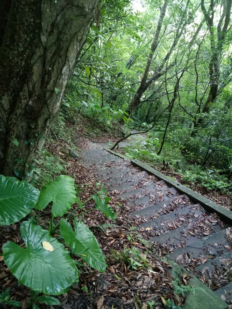 DSC_9627.JPG - 公館  出礦坑登山步道